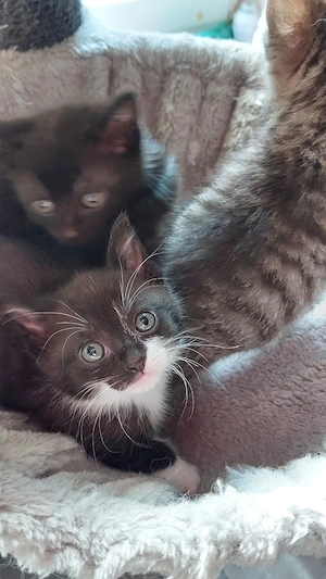 katzen babys 