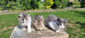 Katzenbabys, Babykatzen, Katze, Kater