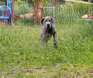 Deutsche Doggen Welpen in blau 