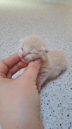 Bkh britisch kitten katzenbaby mit Stammbaum creme Kater