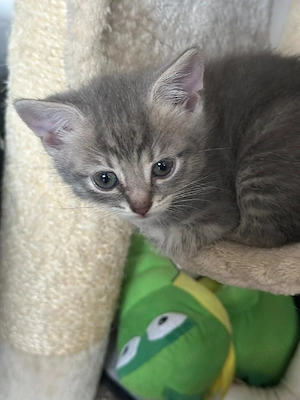 baby katze