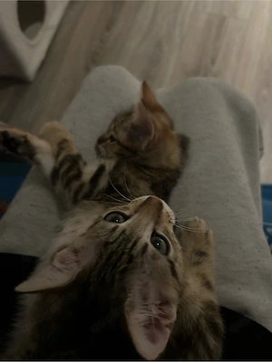 Bengal-Mix Kitten 