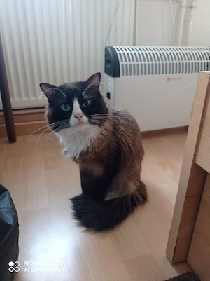Ragdoll mit Stammbaum 