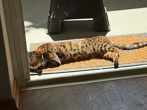 Bengalin such ein liebevolles zu Hause