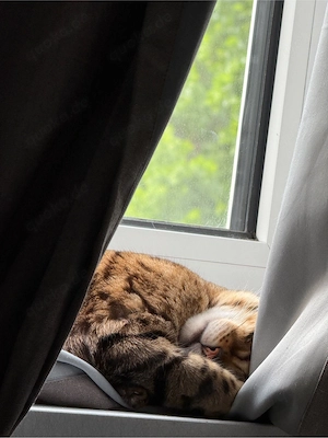 Bengalin sucht ein zu Hause