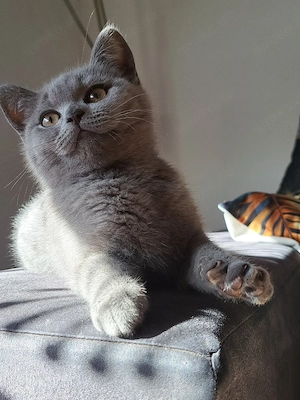 Bkh Kitten Britisch Kurzhaar