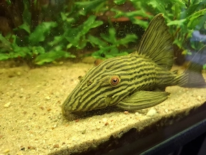 Schwarzlinien-Harnischwels (Panaque nigrolineatus) L190 ca. 18 cm