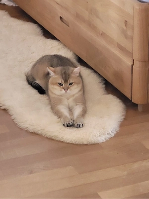 Kater BKH nicht kastriert