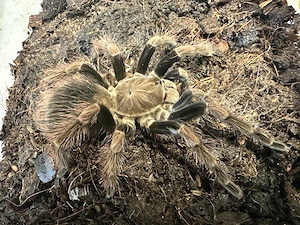 Pamphobeteus Mascara 0.1