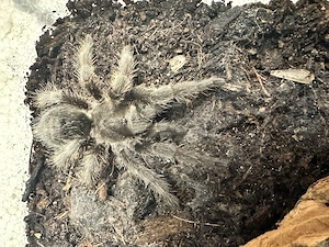 Grammostola Pulchra 0.1