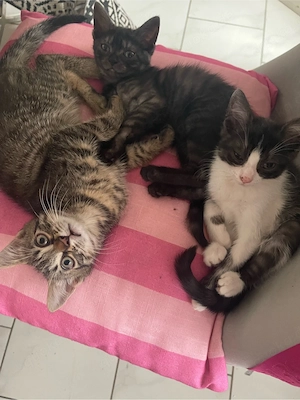 unsere Katzenbabys dürfen ausziehen