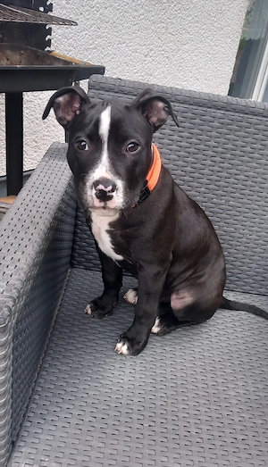 Pitbull Mix 14 wochen Rüde abzugeben 