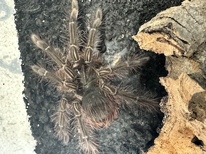 Theraphosa Stirmi