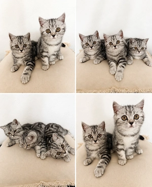 BKH-Kitten suchen ab sofort ein neues Zuhause 