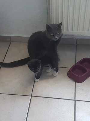 Kleine bkh kitten zu verkaufen 