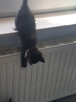 Kleine bkh kitten zu verkaufen 
