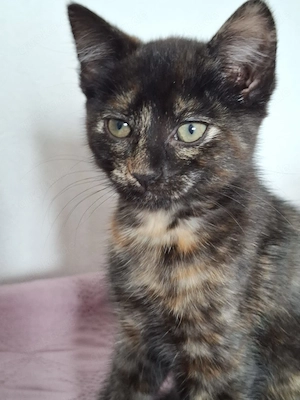 Junge liebe Katze in ein schönes neues Zuhause abzugeben 
