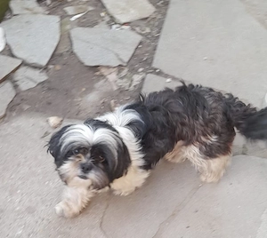 Angie, 5 Jahre, 30-35 cm, lieb