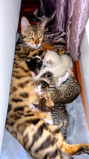 Bengal kitten 