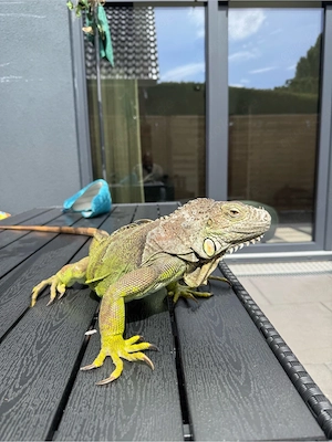Leguan-Dame, 9 Jahre alt, gesund und ruhig   abzugeben