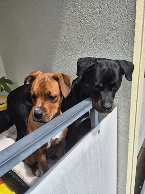 Rottweiler Boxer mix 7 Monate 