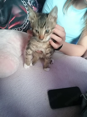 Baby katze 10 Wochen alt 
