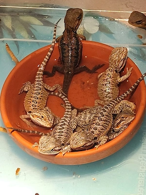 Suche Ankauf: Reptilieneier jeglicher Art (Gelege   Nachzuchten)