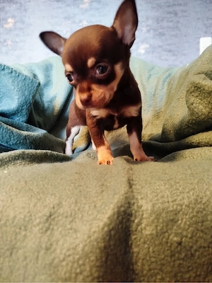    Mini Chihuahua-Rüde in Schoko-Tan   