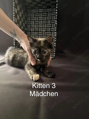  Drei süße Kitten suchen ein liebevolles Zuhause 