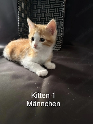  Drei süße Kitten suchen ein liebevolles Zuhause 
