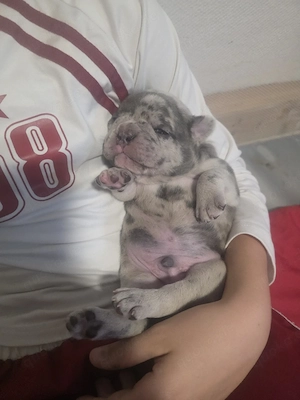 französische bulldogge welpe