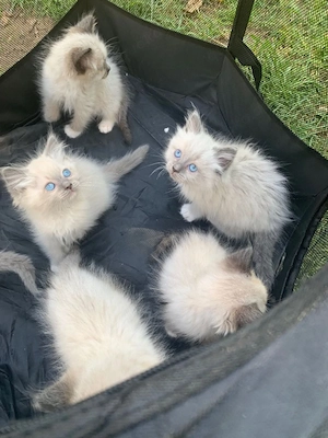 Süße Ragdoll Katzen suchen ein neues Zuhause