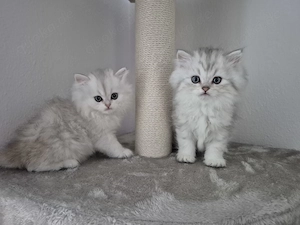 BKH Kitten suchen neues Zuhause 