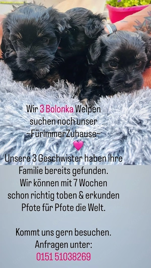 Zwetna Bolonka  Welpen 