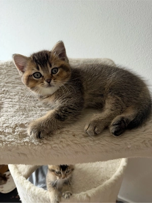 BKH Tabby Kitten 