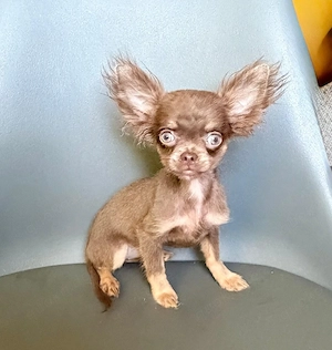 Zarte Chihuahua Welpen 