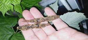 Eurycantha und Canachus Larven 