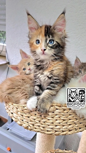 XXL Blue-eyed Reinrassiges Maine-Coon Mädchen Blaue Augen