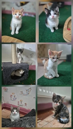 Zauberhafte Katzenbabys suchen ihr Für-immer-Zuhause