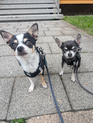 2 Chihuahuas suchen ein Zuhause