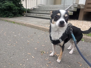 2 Chihuahuas suchen ein Zuhause
