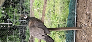 Pfau Henne ca. 3 Jahre alt