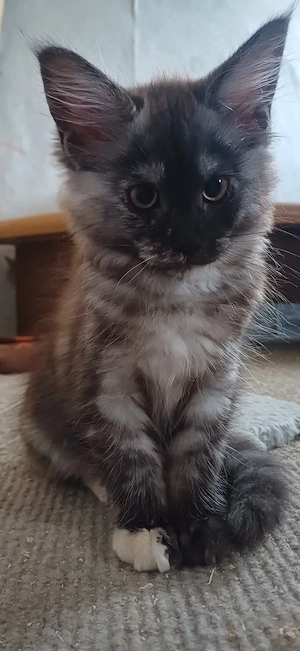 Maine coon Kitten XXL 