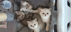 BKH Kitten 