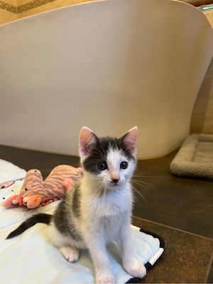 3 Kitten abzugeben 