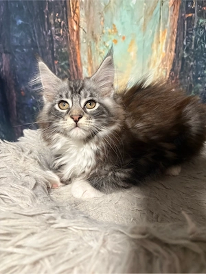 Maine Coon Reinrassig Abgabebereit ab 30.6.26