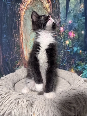 Maine Coon Reinrassig