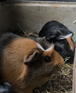 Meerschweinchen suchen ein neues Zuhause 