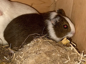 Meerschweinchen weibchen zu verkaufen 12 wochen 
