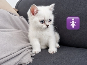 Wunderschöne BKH Kitten